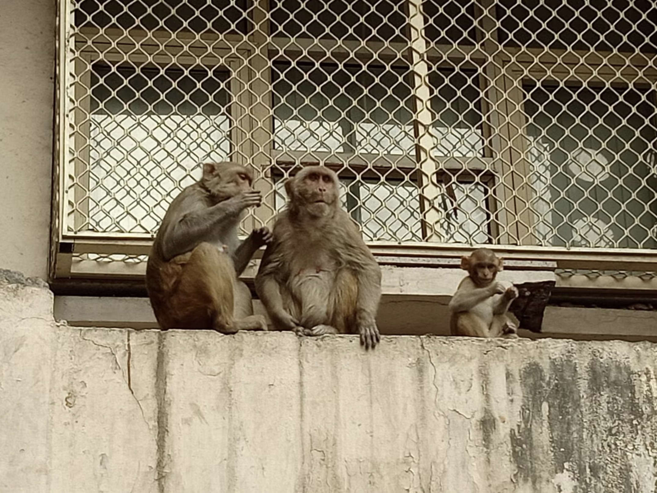 30 Pics Showing The Unstoppable Monkeyfication of Our Cities 